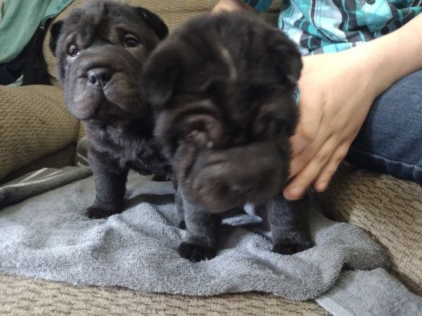 Shar pei puppies