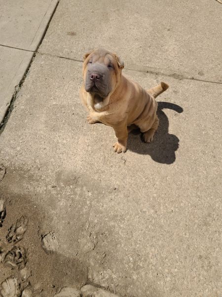 2 male Shar pei puppies