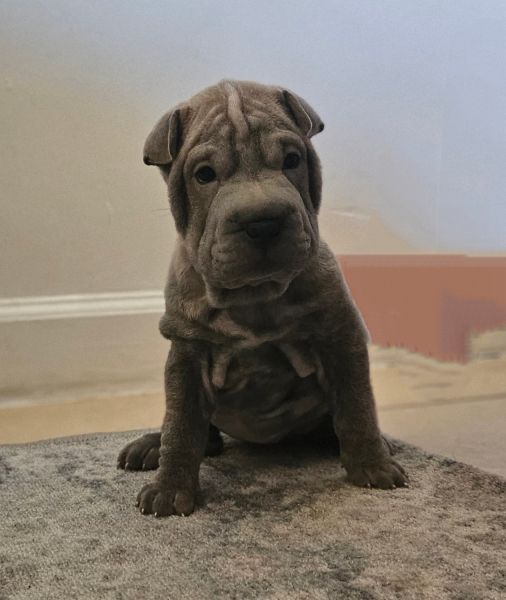 Blue chinese shar pei