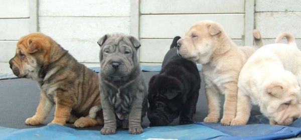 CKC registered Chinese Shar-Pei