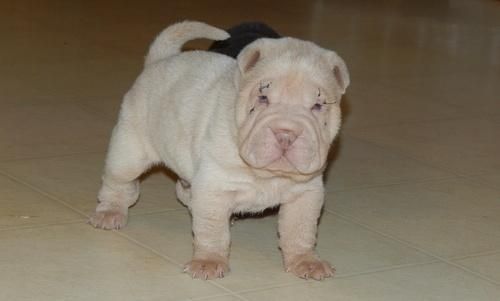 Chinese Shar-Pei