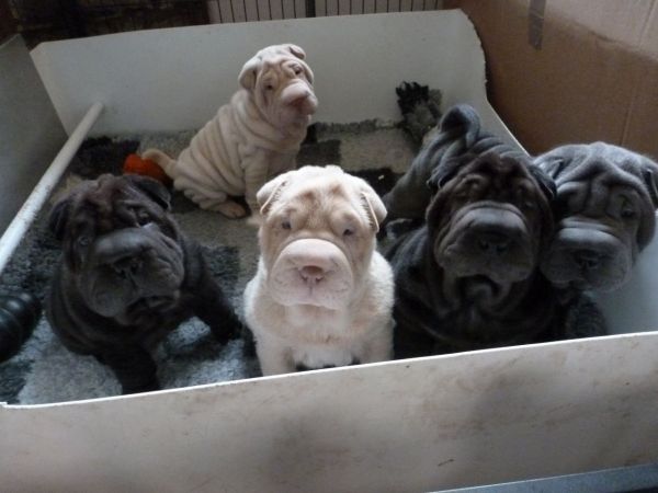 AKC Chinese Shar Pei Puppies
