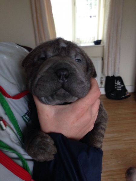 Shar Pei Blue Girls For Sale