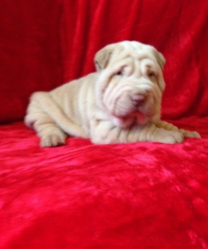 Registered Cream Bear And Flower Shar Pei Puppies