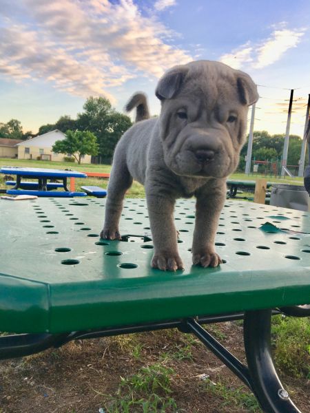 Miniature Chinese Sharpei puppies