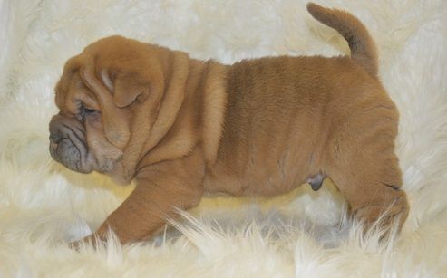 Cute Chinese Shar-Pei Puppies text (***) ***-***7