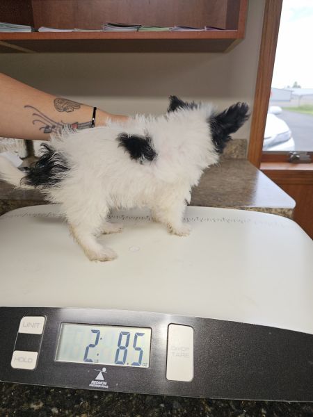 Adorable Chipoo needs a new home