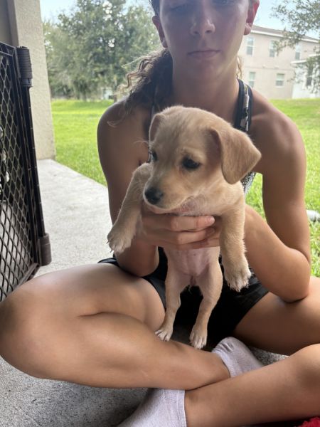 Mini Golden Doodle mix