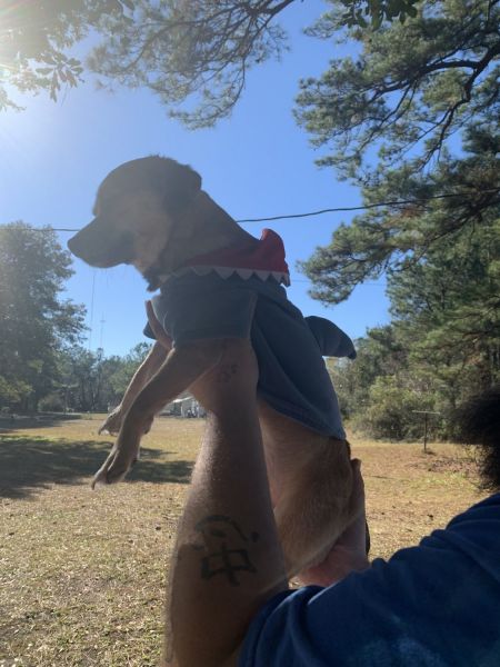 Male Chiweenie Pup, 11 months old