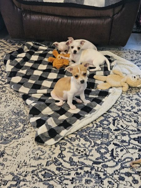 Chiweenie puppies