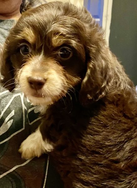 Chiweenie mini dachshund/ chihuahua