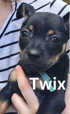 Puppies looking for a new home