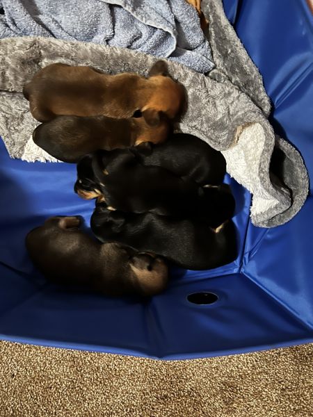 Chiweenie Puppies