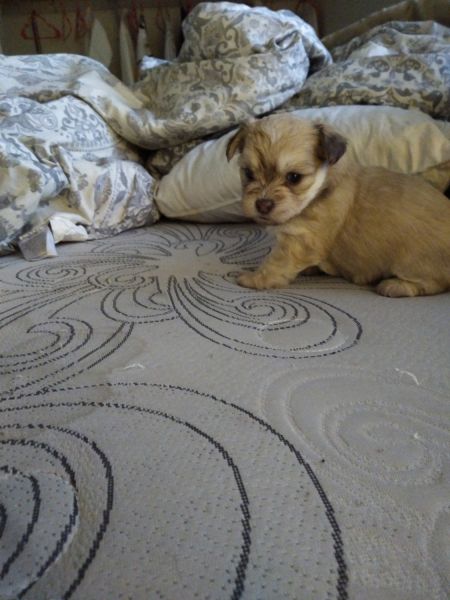 My Chihuahua had puppies with a yorkie