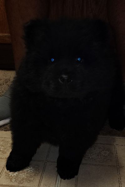 Black ChowChow