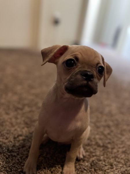 Chug Pups ready for new home