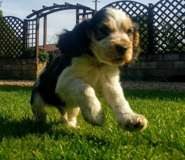 Kc Reg Blue Roan Sable Show Cocker Spaniel Puppies