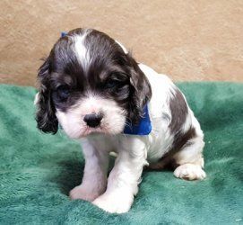 Cocker Spaniel Puppies For Sale