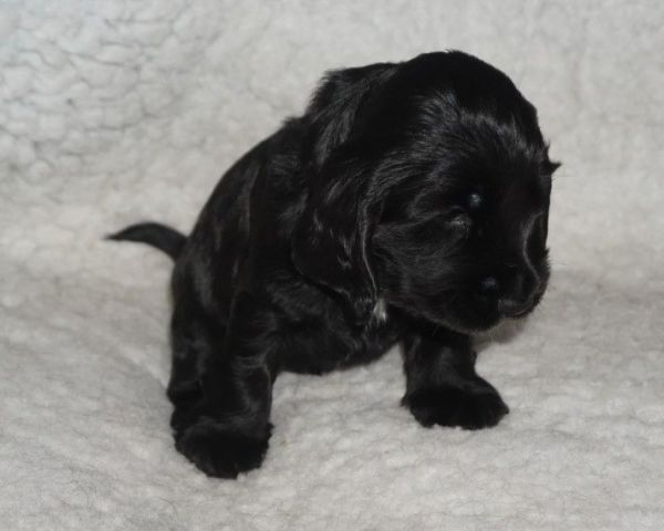 Kc Reg Choc & Tan Cocker Spanie,text ***