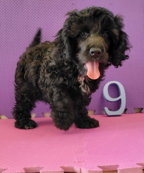 Cockapoo puppy