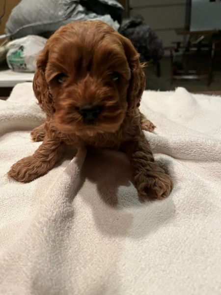 Cockapoo puppies