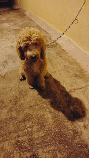 6 months old very friendly female dog for sale(vaccines are over)