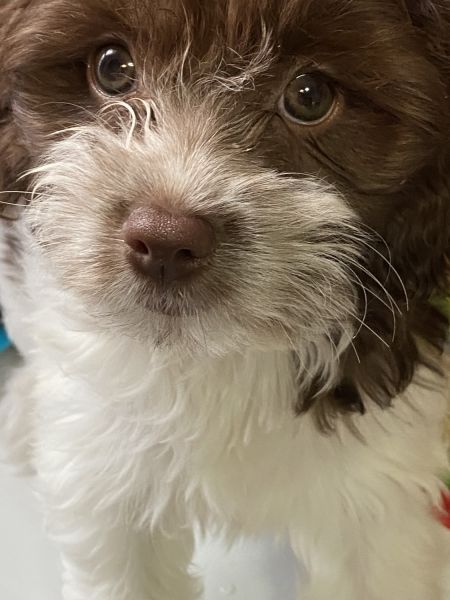 Mini cockapoo female F1
