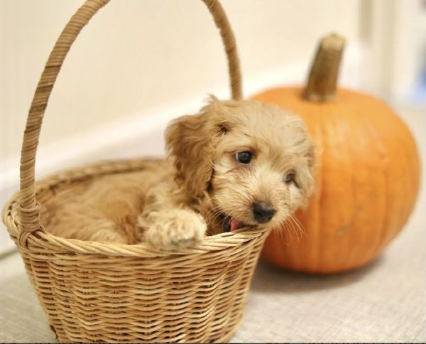 Golden Mini Cockapoo Male (Simba)