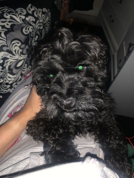 Cockapoo for sale Detroit