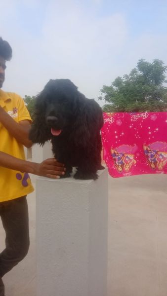 Cocker Spaniel for adoption