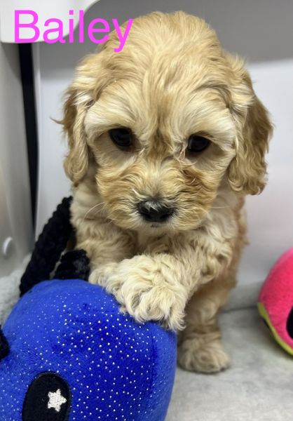 F1b Mini Cockapoo