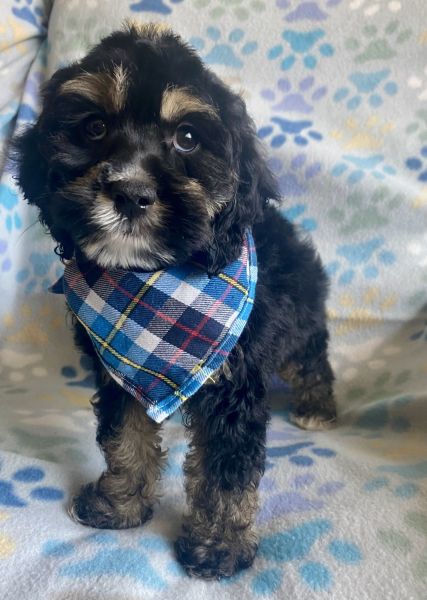 Cockapoo puppies