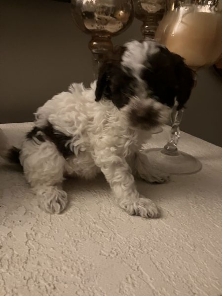 Cockapoo Puppies