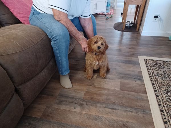 Cockapoo puppy 4 mos. old