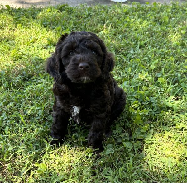 Male Cockapoo