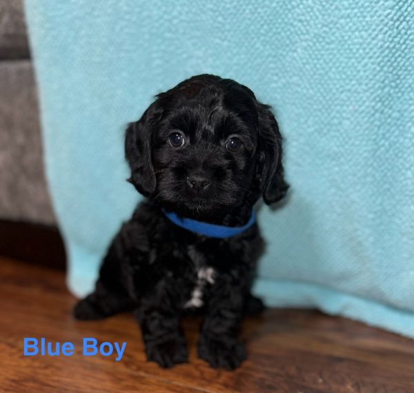 7 weeks old ready for their homes! Sweet cuddly well socialized.