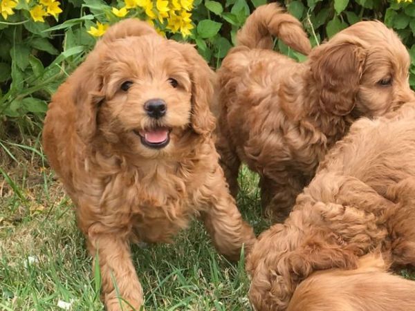 Cockapoo Puppies