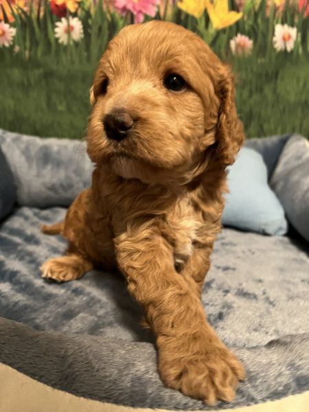  Joey  High Quality Beautiful Cockapoo Puppies!