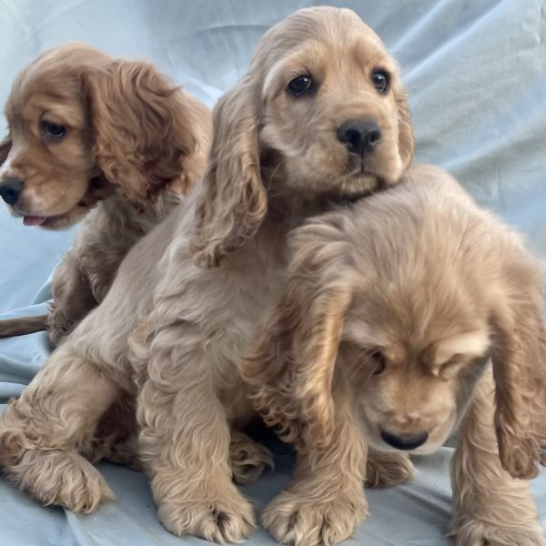 Cocker spaniels