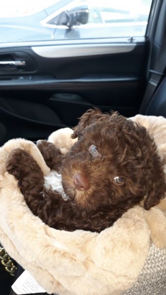 Cockapoo puppy