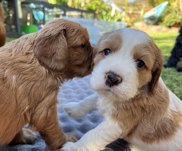 Fun loving Cavoodle x Spaniel Pups