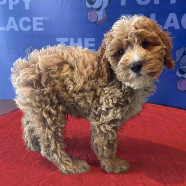Cockapoo Puppies