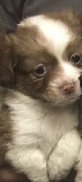 Cockapoo/ Chihuahua Male Puppy