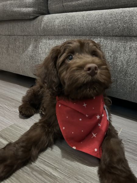 12 week old sweet and loving Cockapoo