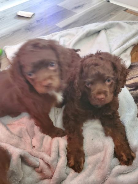 Cockapoo/Cocker puppies
