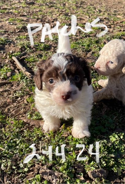 Cockapoo puppy patches