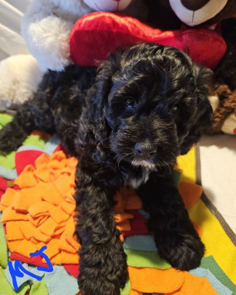 Christensen cockapoos