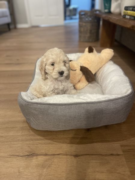 9 week Male Cockapoo