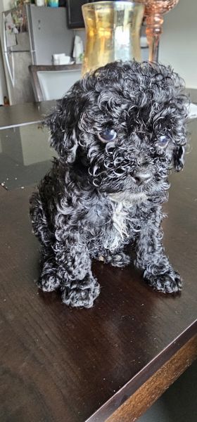 1M Toy Cockapoo