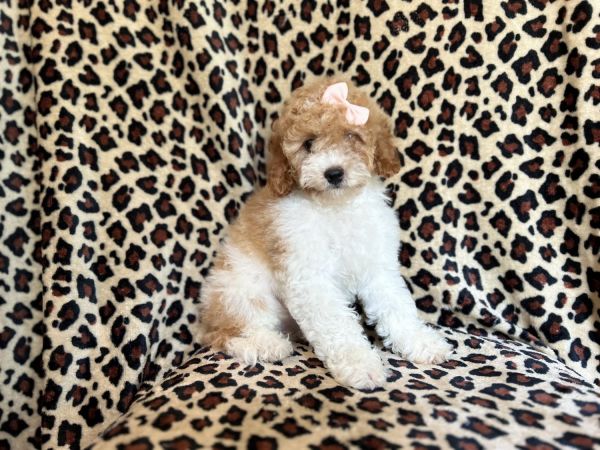 Buttons-female cockapoo